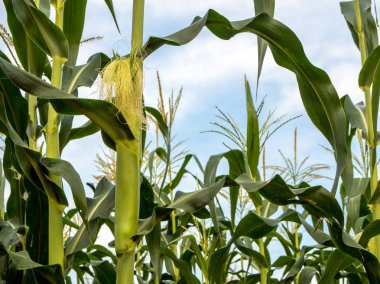 Bebek Mısır Mısır çiftliğinde kırsal