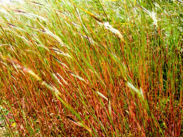Květina zamotat hlavu trávy ve větru — Stock fotografie
