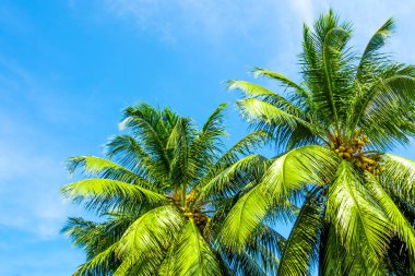 Hindistan cevizi ağacı ve parlak mavi gökyüzü