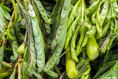 Su minosa hazırlamak yemek pişirmek için