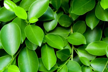 arka plan veya süs bitki yaprakları dokusuna