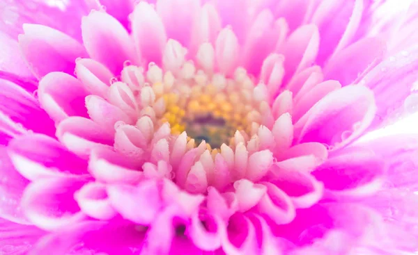 Cerrar Flor de crisantemo rosa sobre fondo blanco, poco profundo — Foto de Stock