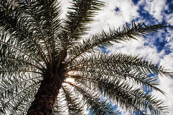 Onder de palm tree zonlicht en de blauwe hemel — Stockfoto