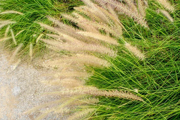 Blomma av Mission gräs bredvid golvet — Stockfoto