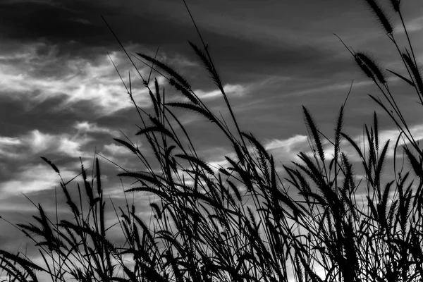 Mission grass in black and white — Stock Photo, Image