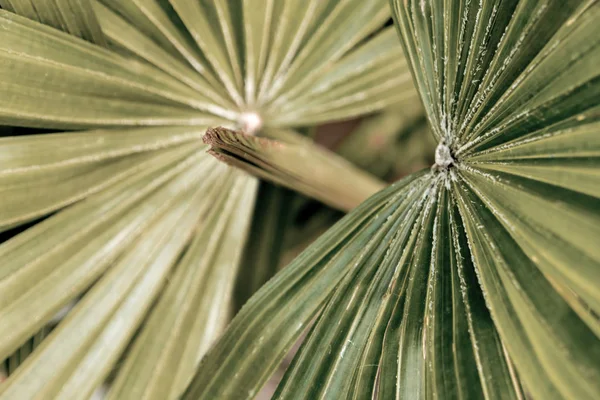Textura palmových listů jako pozadí — Stock fotografie