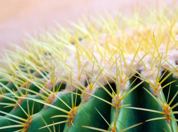 Cactus species Echinocactus grusonii, golden barrel cactus — Stock Photo, Image