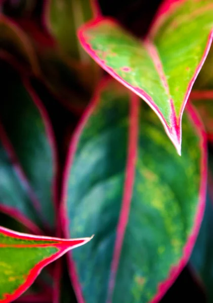 Красивый цвет на листе Aglaonema 'Siam Aurora' тропический hou — стоковое фото