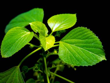 Hint acalypha copperleaf siyah backgr içinde canlı yeşil yaprakları