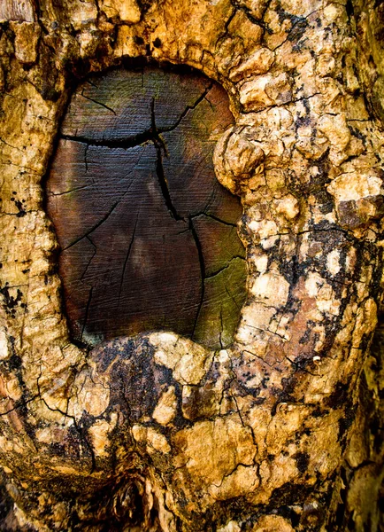 Σάρκα του δέντρου που προσπαθούν να καλύψουν το υποκατάστημα κομμένα πληγή — Φωτογραφία Αρχείου