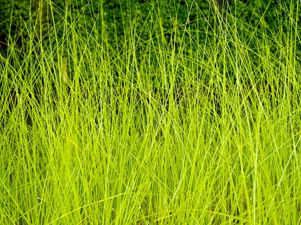 Verlichting op gras blad in de wind's nachts — Stockfoto