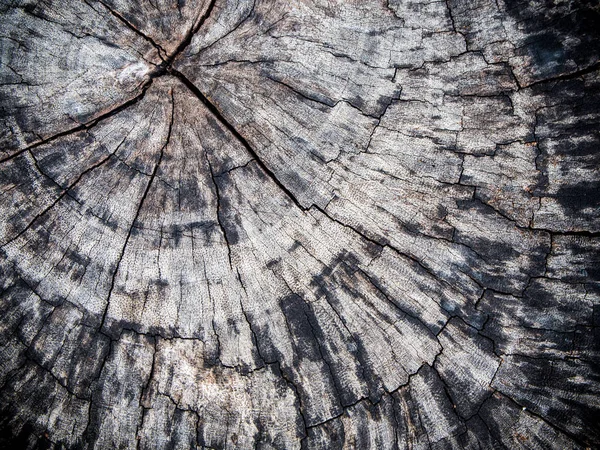 Old stump Texture of wood