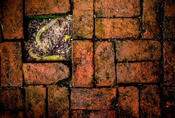 Raiz da árvore sob o chão de tijolo vermelho — Fotografia de Stock