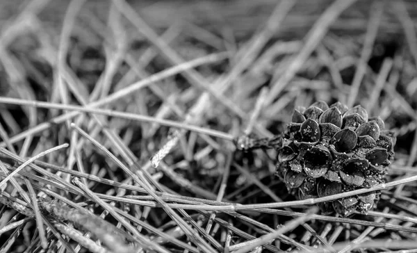 Folhas e sementes de pinheiro, carvalho-do-mar — Fotografia de Stock