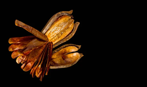 Pods och frön av mahogny på svart bakgrund — Stockfoto