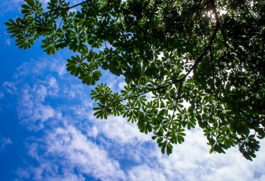 Ağacın altında gökyüzü kadar görüntülemek