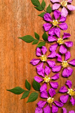 Kraliçe çiçek ahşap zemin üzerinde