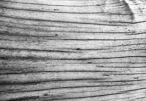 Close up to old stump surface texture, wooden texture