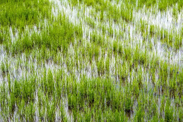 Groen en versheid van rijst veld landschap — Stockfoto