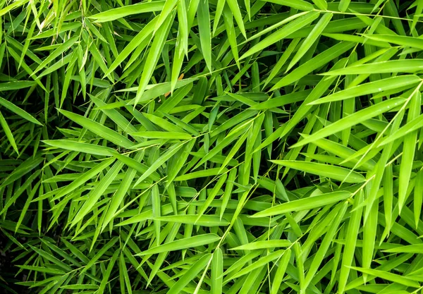 Levande gröna färgen av bambu blad — Stockfoto