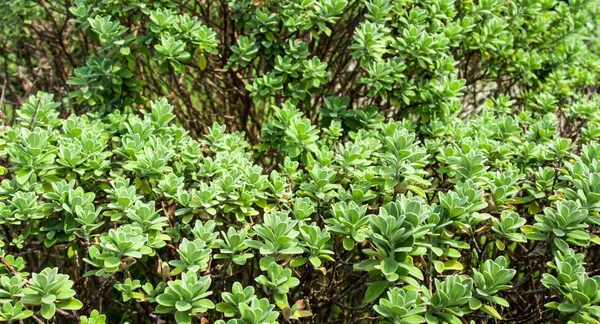 緑の背景と植物のテクスチャとしての植物の葉 — ストック写真