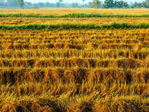 Goldgelbe Farbe Der Reispflanze Reisfeldern Nach Der Ernte — Stockfoto