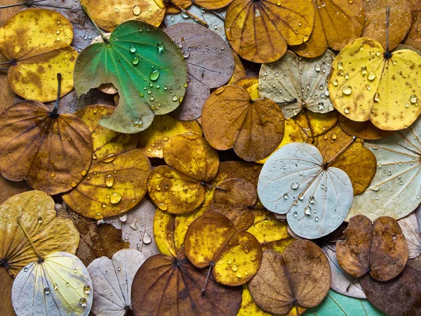 Colorido Folhas Caem Árvore Borboleta Outono — Fotografia de Stock