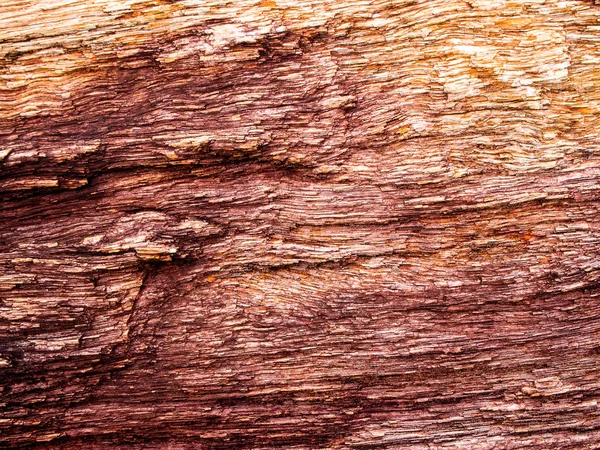 Textura Fóssil Madeira Uma Árvore Grande Estado Completo — Fotografia de Stock
