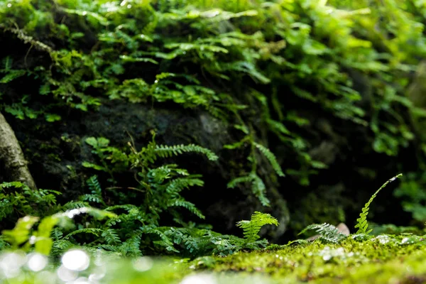 在潮湿的石头上生长有苔藓和海藻的新鲜小蕨叶的特写 — 图库照片