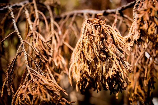 Color Marrón Hojas Secas Pino Muerto —  Fotos de Stock