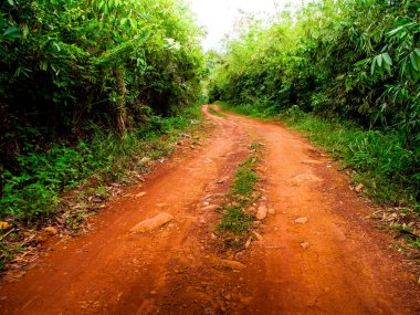 Orman toprak yol yol boyunca