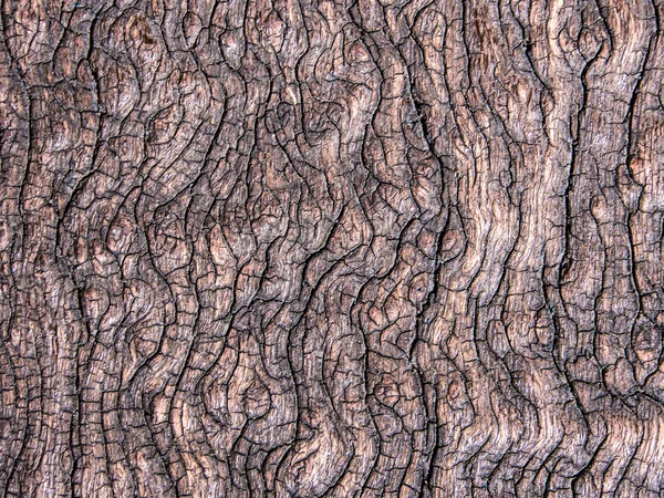 Υφή του παλιό ξύλο κούτσουρο — Φωτογραφία Αρχείου