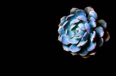 Etli bitki Echeveria taze yaprakları detay kadar yakın