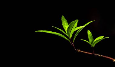 Uzun ve ince yaprak biçimli yağmur ormanı bitkisi siyah arkaplan