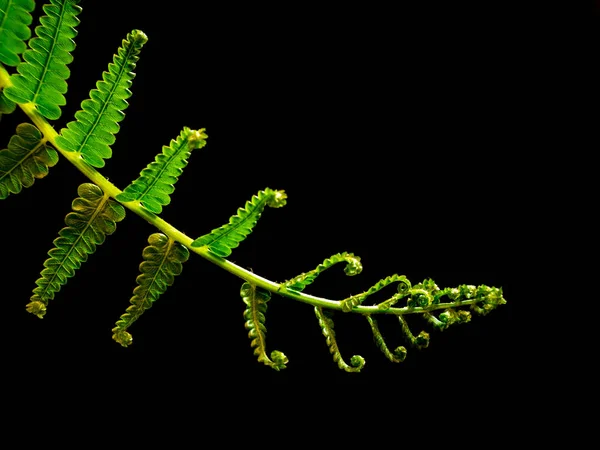 Freshness Fern leaf on black background — Stock Photo, Image