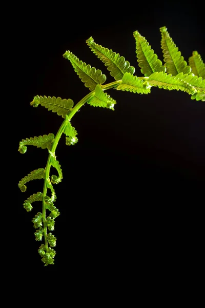 Frische Farnblatt auf schwarzem Hintergrund — Stockfoto