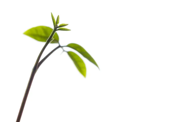 白い背景に隔離された若い植物の苗の芽の葉 — ストック写真