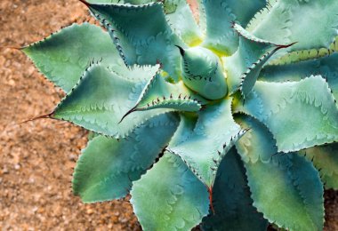 Agave yaprakları üzerinde sulu bitki yakın çekim, diken ve detay