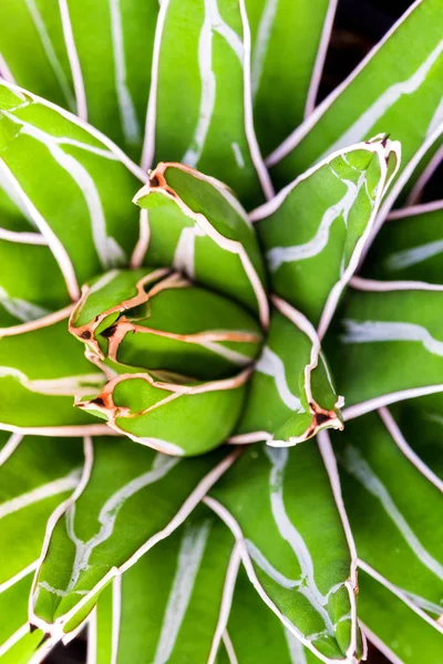 Planta suculenta primer plano, hojas frescas detalle de Agave victoriae —  Fotos de Stock
