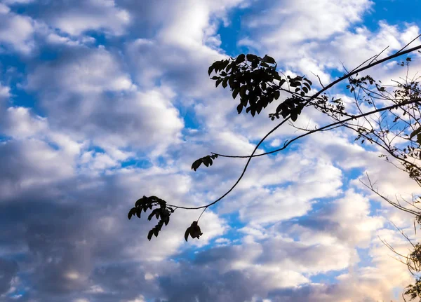 Silueta banda stromy a živými barvami večerní oblohy — Stock fotografie