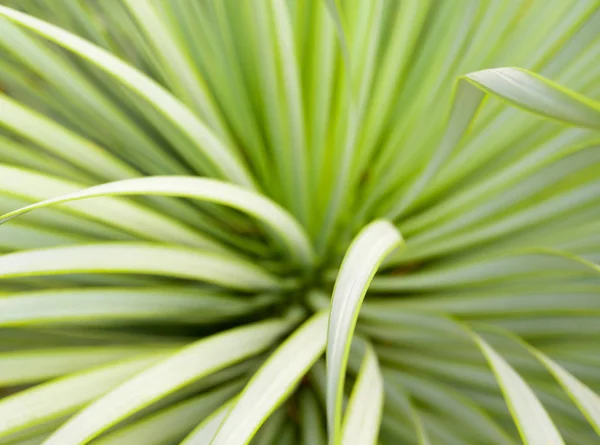 Pianta succulenta primo piano, spina e dettaglio sulle foglie — Foto Stock