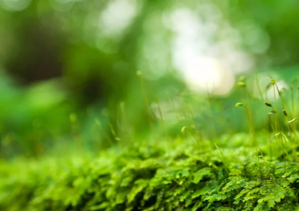 带水滴的新鲜绿色苔藓植物 — 图库照片