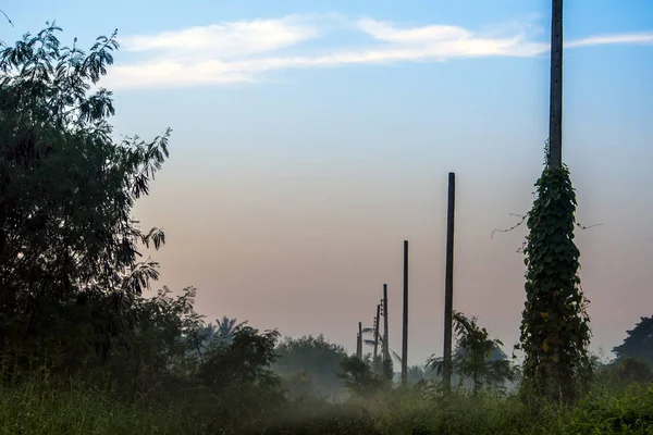 Niebla y árbol de la mañana en el campo — Foto de Stock