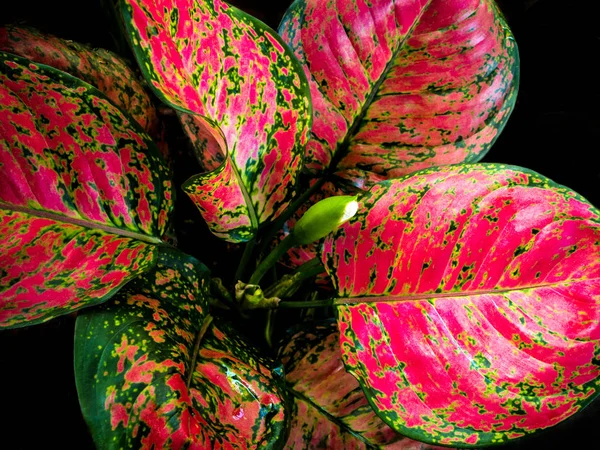 Schöne Farbe auf Blatt der tropischen Zimmerpflanze Aglaonema — Stockfoto