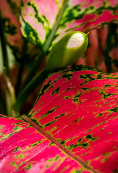 Cor bonita na folha de Aglaonema planta de sala tropical — Fotografia de Stock