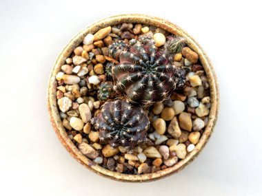 Küçük bir Echinopsis Kaktüs çiçeği tomurcuğu