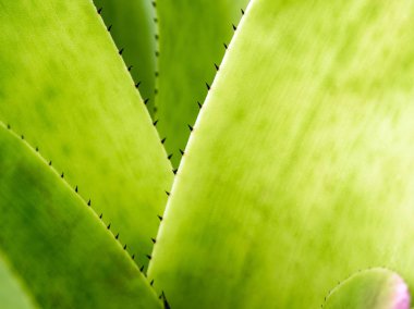 Bromeliad yapraklarının kenarındaki dikenleri ve dokuyu detaylandır