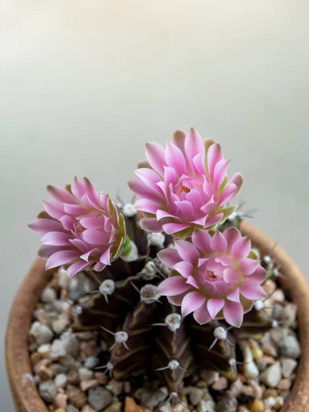 Gymnocalycium Kakteen Blume, Nahaufnahme rosa zarte Blütenblatt Blume — Stockfoto