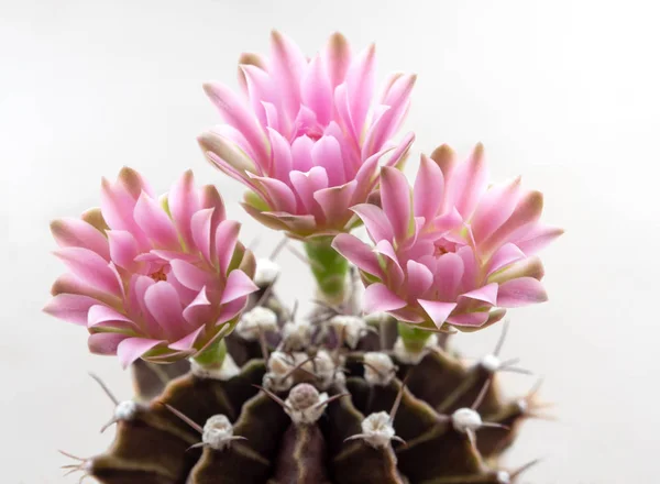 Gymnocalycium Kakteen Blume, Nahaufnahme rosa zarte Blütenblatt Blume — Stockfoto