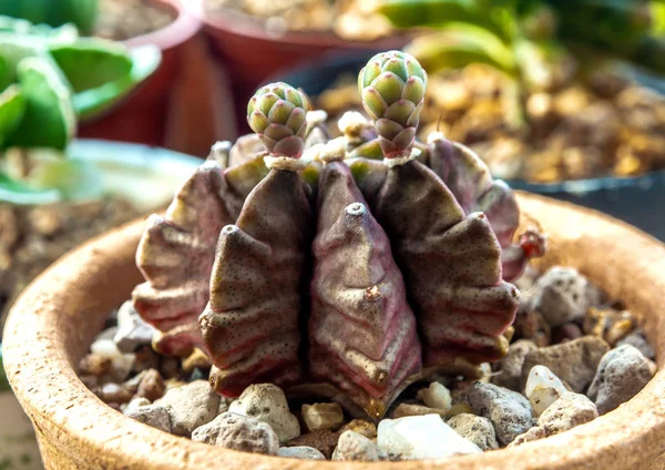 Eine kleine Knospe der Gymnocalycium Kaktusblüte — Stockfoto